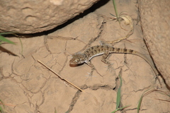 Cyrtopodion scabrum