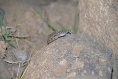 Cyrtopodion scabrum
