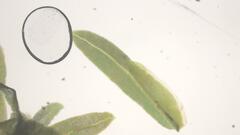 Fissidens gymnogynus