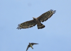 Petrochelidon fluvicola