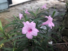 Ruellia simplex