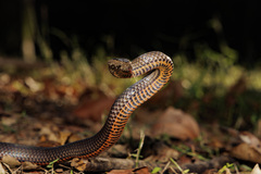 Cacophis squamulosus