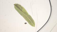 Fissidens gymnogynus