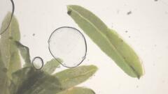 Fissidens gymnogynus