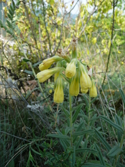 Onosma viridis