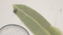 Fissidens gymnogynus