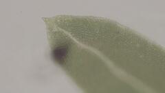 Fissidens gymnogynus