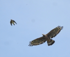 Pernis ptilorhynchus