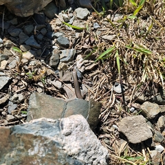 Ablepharus himalayanus