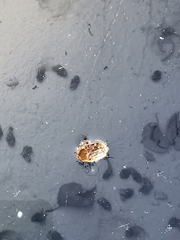 Tropinota squalida