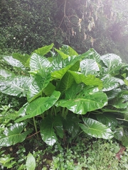 Alocasia macrorrhizos