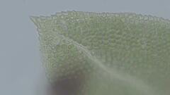 Fissidens gymnogynus