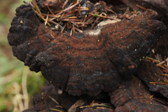 Ischnoderma benzoinum