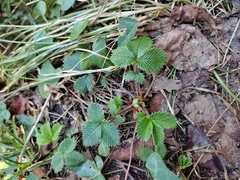 Fragaria nubicola