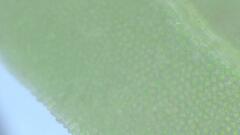 Fissidens gymnogynus