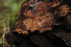 Ischnoderma benzoinum