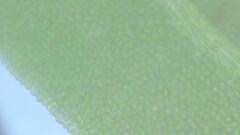 Fissidens gymnogynus