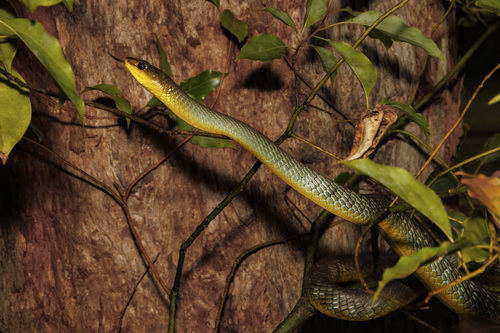 Common Tree Snake sighting