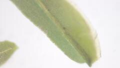 Fissidens gymnogynus