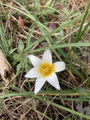 Romulea bulbocodium