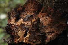 Ischnoderma benzoinum