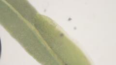 Fissidens gymnogynus