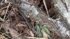 Porodisculus pendulus