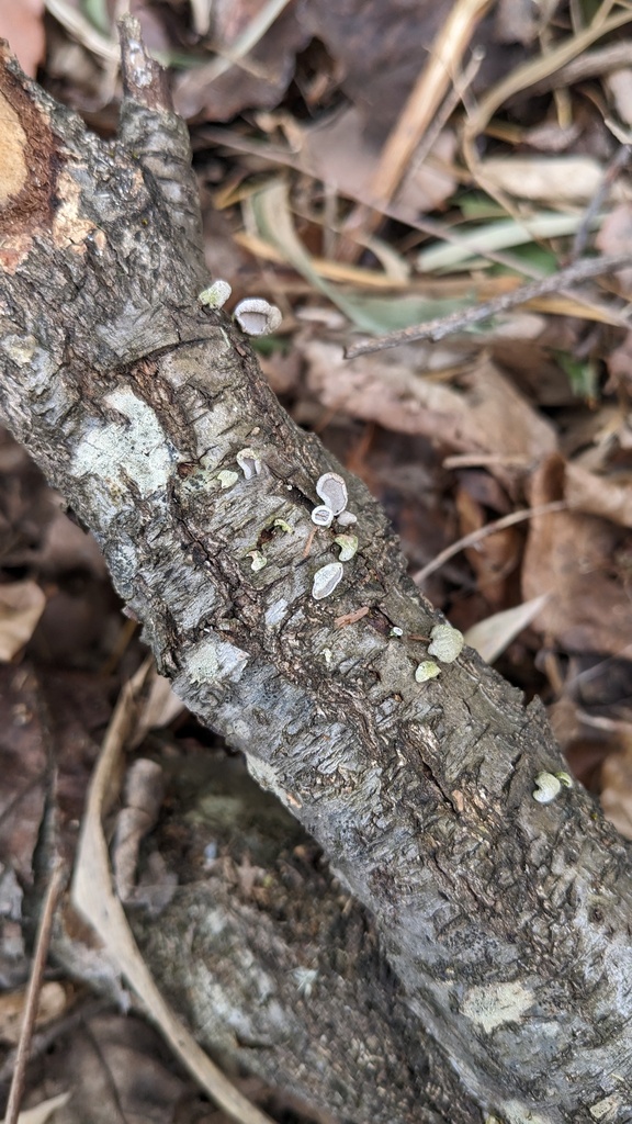 Porodisculus pendulus · February 2023 · photo: © atsushi_nakajima_cirque (iNaturalist, cc-by)
