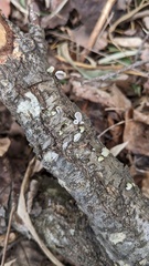 Porodisculus pendulus