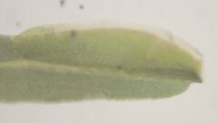 Fissidens gymnogynus