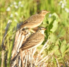 Anthus rufulus