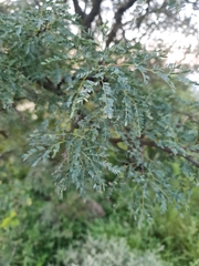 Vachellia robusta