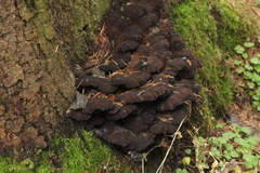 Ischnoderma benzoinum
