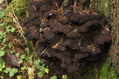 Ischnoderma benzoinum