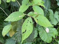 Callicarpa formosana formosana