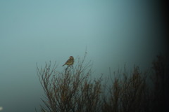 Emberiza calandra