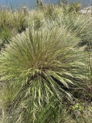 Aristida junciformis