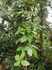 Tetrastigma obtectum