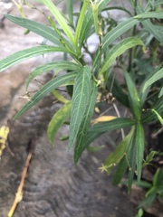 Ruellia simplex