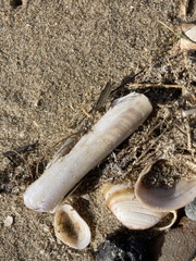Ensis