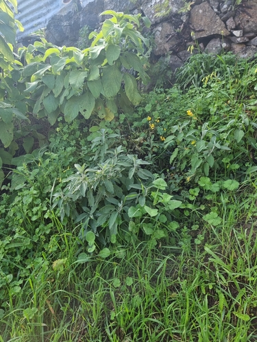 Salvia officinalis image