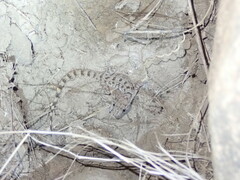 Cyrtopodion scabrum