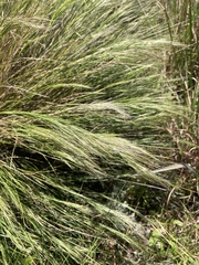 Aristida junciformis