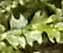Fuscocephaloziopsis lunulifolia