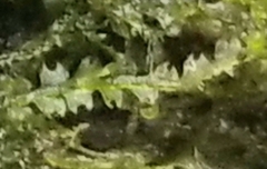 Fuscocephaloziopsis lunulifolia