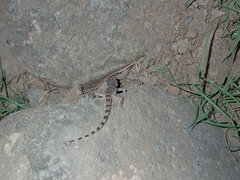 Cyrtopodion scabrum