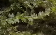 Fuscocephaloziopsis lunulifolia