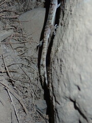 Cyrtopodion scabrum