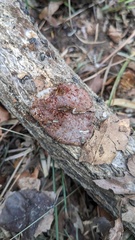 Abundisporus pubertatis