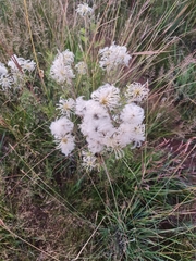 Clematis villosa stanleyi